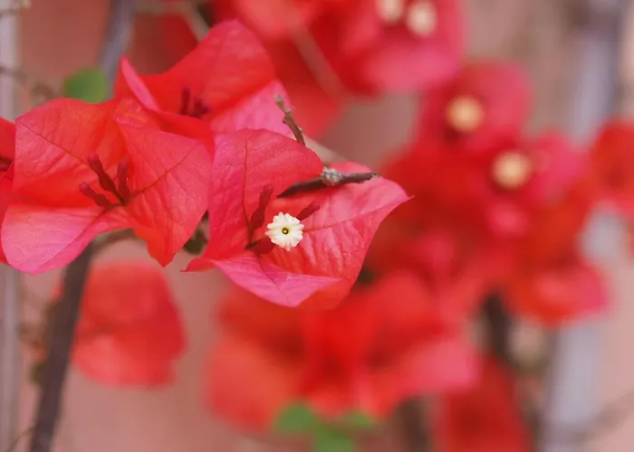 Franziska's Place Διαμέρισμα Cannero Riviera